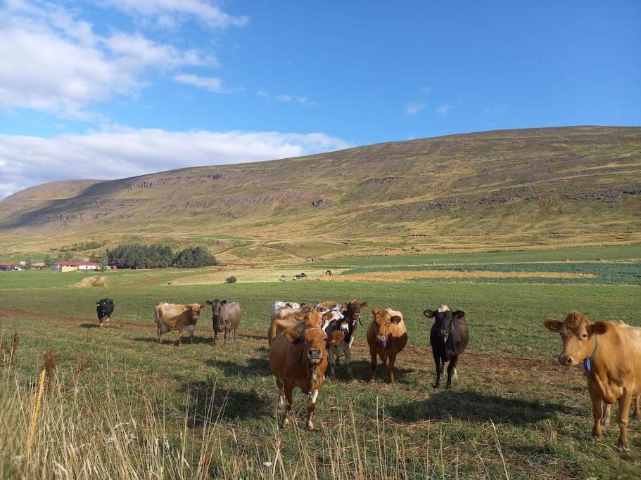 Апартаменты Þorsmoerk Farm 12 Min From Akureyri Svalbarthseyri Экстерьер фото